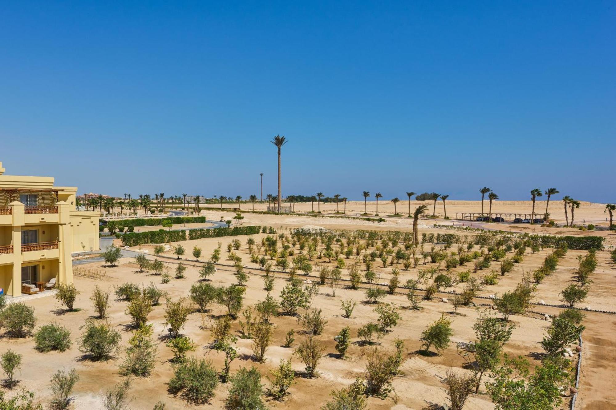 Sheraton Soma Bay Resort Hurghada Esterno foto Olive grove in El Alamein